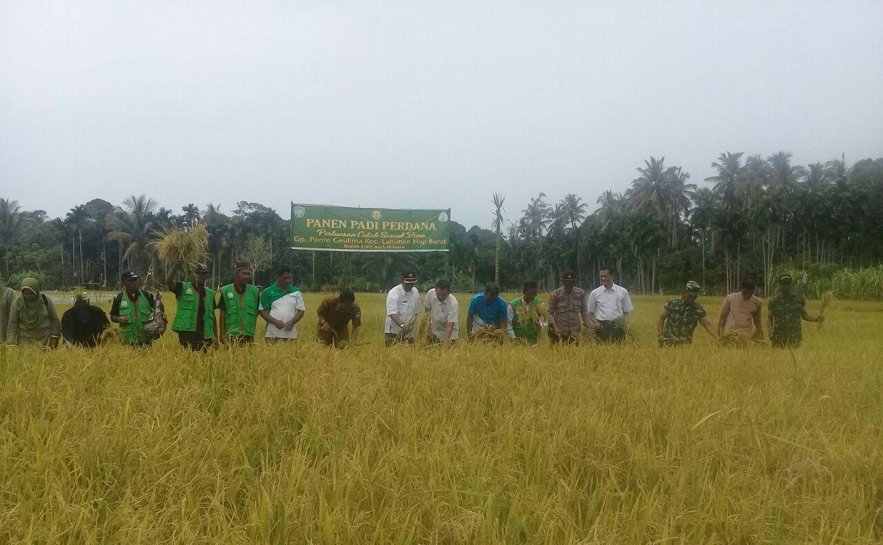 Dandim Aceh Selatan Panen Padi Perdana di Lokasi Cetak Sawah Baru Pante Geulima