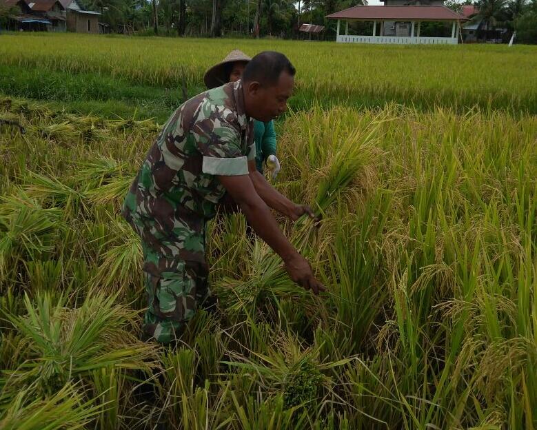 Babinsa Koramil 04/Susoh Bantu Petaninya Panen Padi