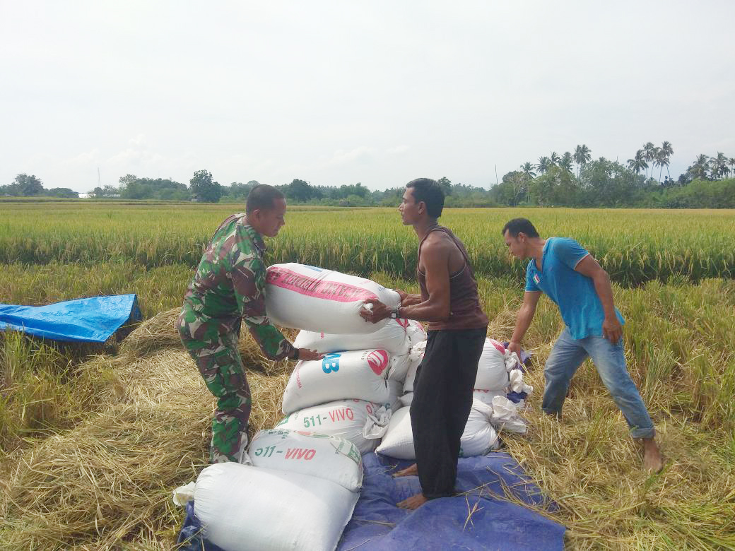 Peran Babinsa Wujudkan Hanpangan, Selalu Hadir Bantu Para Petani