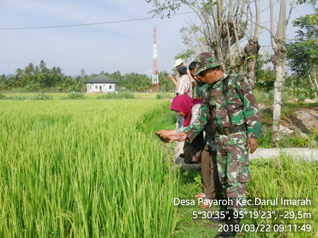 Babinsa Payaroh bersama Dinas Pertanian Aceh Besar, Turun Sawah Bantu  Petani Atasi Serangan Hama Walang Sangit