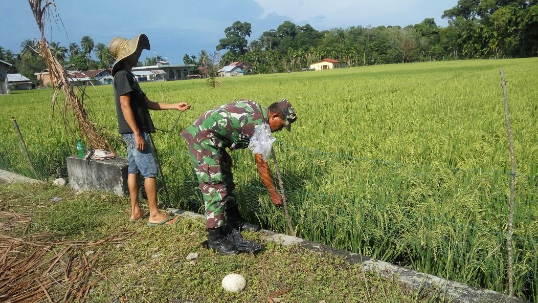 Ribuan Burung Mengundang Reaksi Babinsa Koramil 06/Manggeng