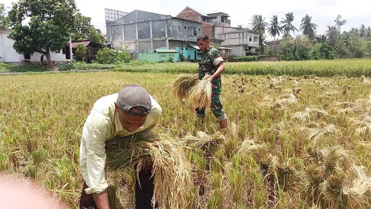 Upsus Pertanian, Kopka Azhar Masih Terus Dampingi Petani Desa Binaannya