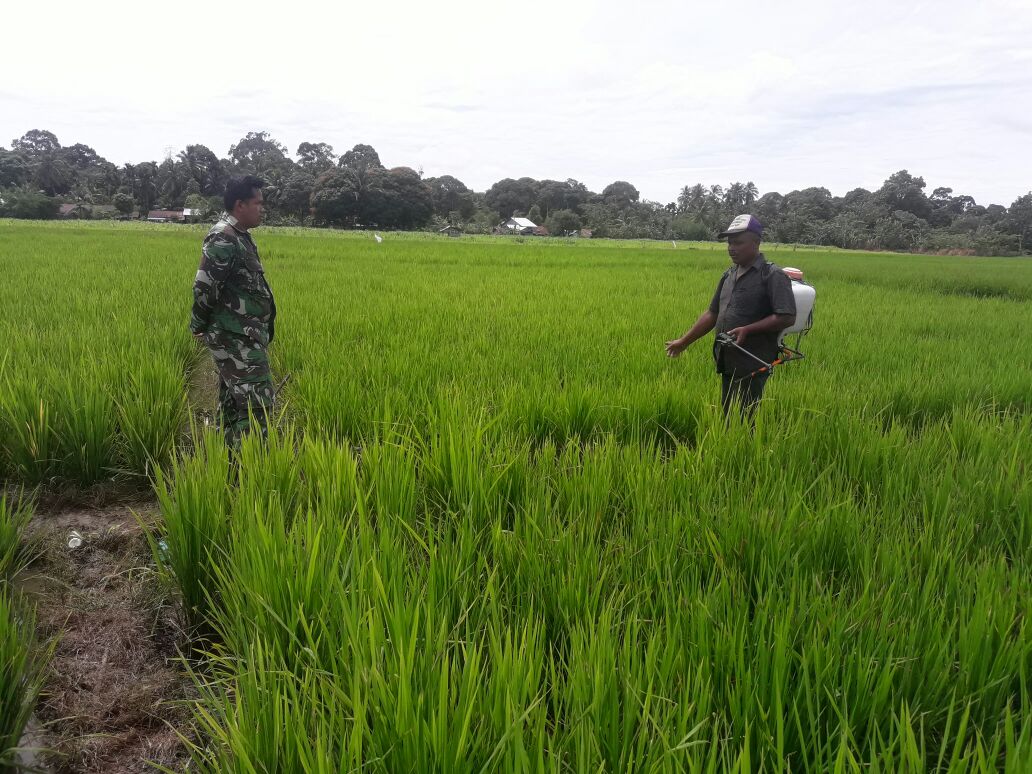 Humanisasi Babinsa Koramil 07/Babahrot Dengan Petani Binaanya