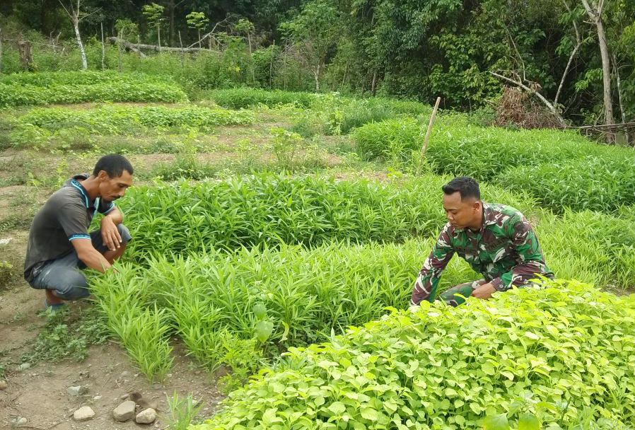 Giat Komsos Babinsa dengan Petani, Sebagai Sarana Untuk Memperoleh Sumber Informasi