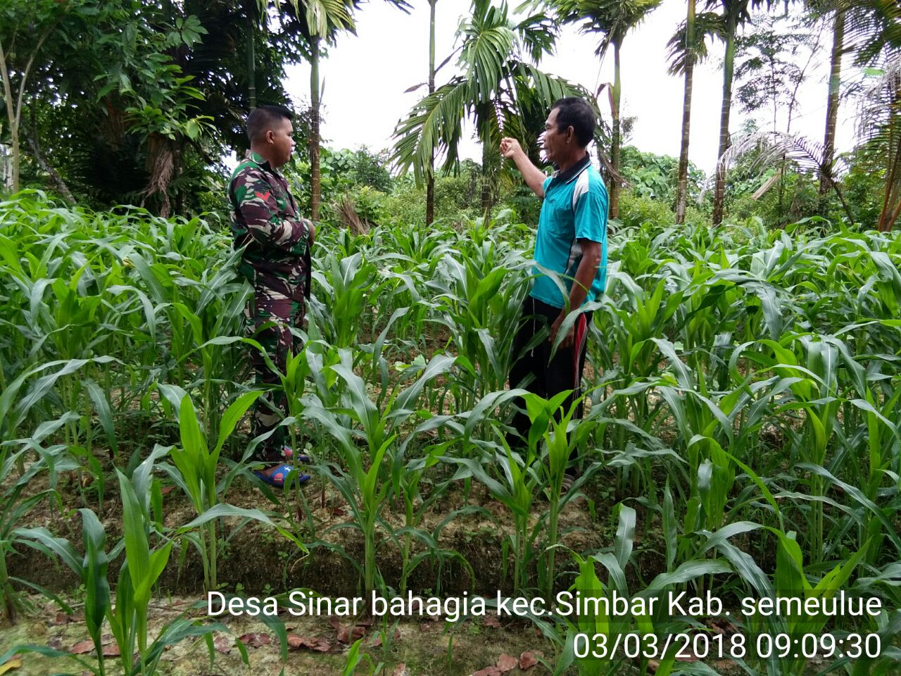 Babinsa Koramil 05 Simbar Cek Tanaman Jagung Di Desa Binaanya