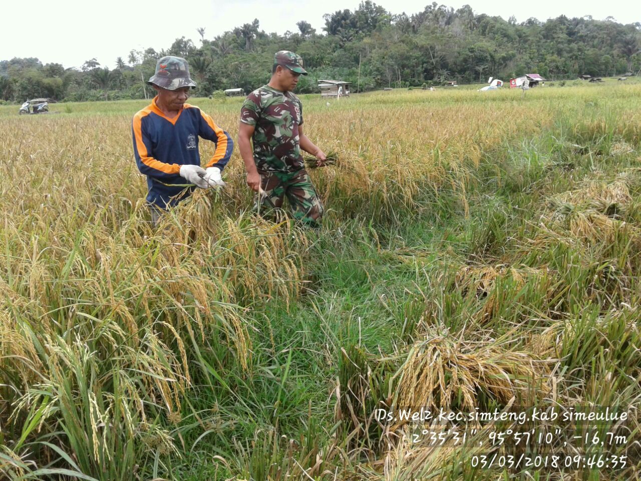 Babinsa Koramil 02 Simteng Bantu Petani Panen Padi di Blang Inang