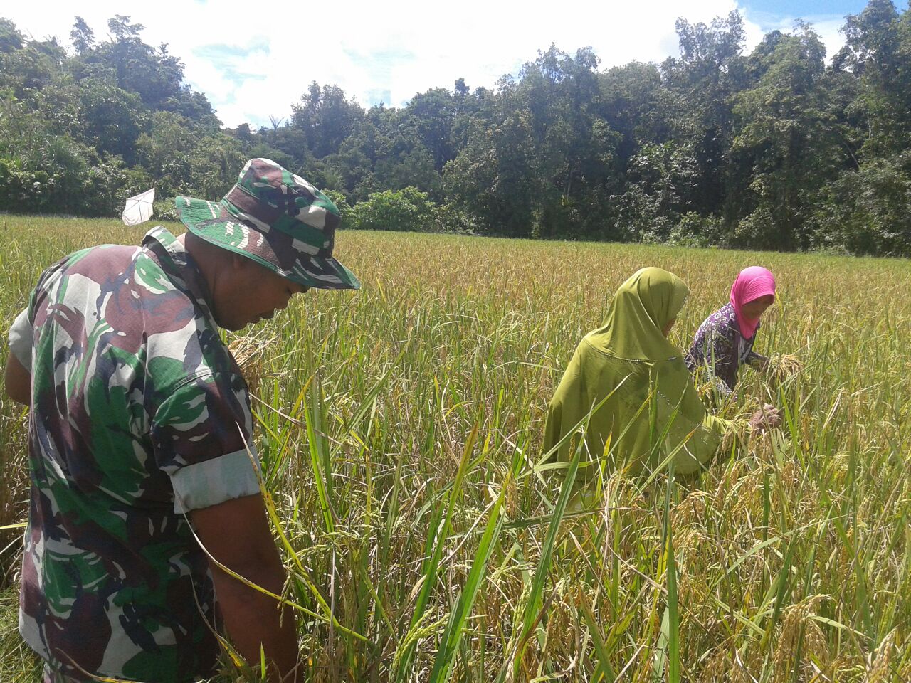 Bersama Petani Babinsa Koramil 08 Alafan Laksanakan Panen Padi di Blang Siwen