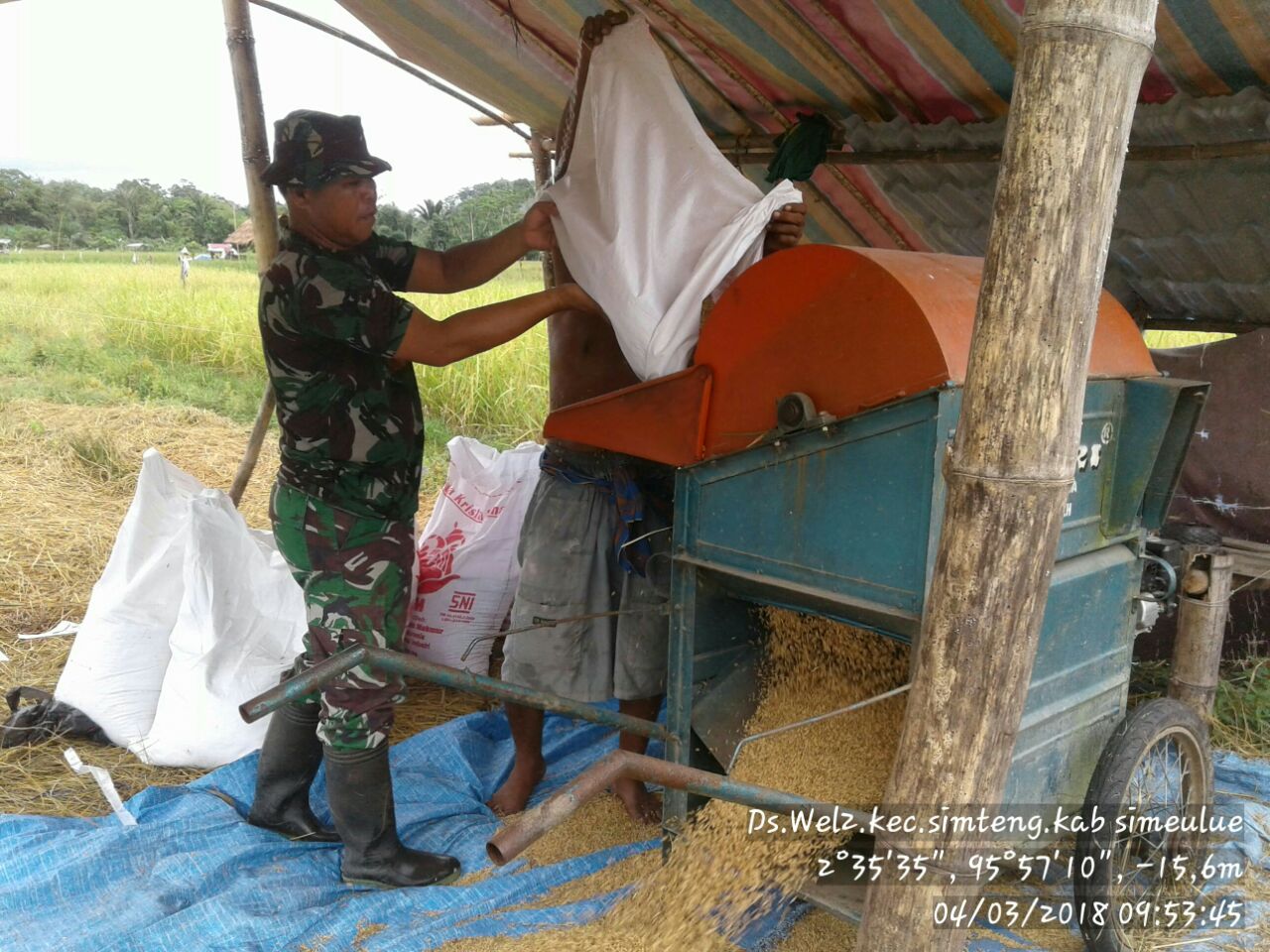 Batuud Koramil 02 Simteng Bantu Petani Bersihkan Padi Hasil Panen