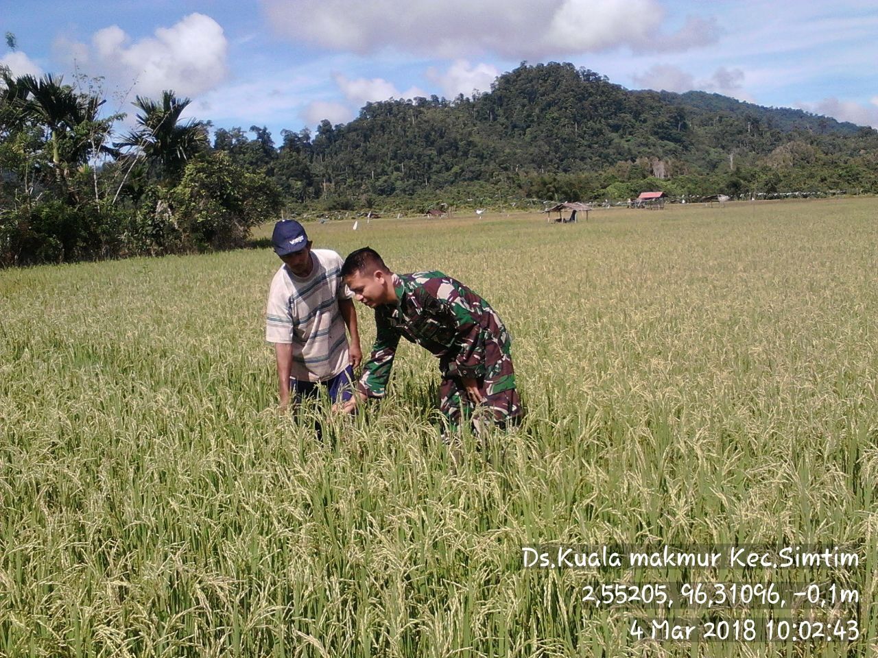 Babinsa Koramil 01 Simtim Aktif Cek Tanaman Padi di Desa Kuala Makmur