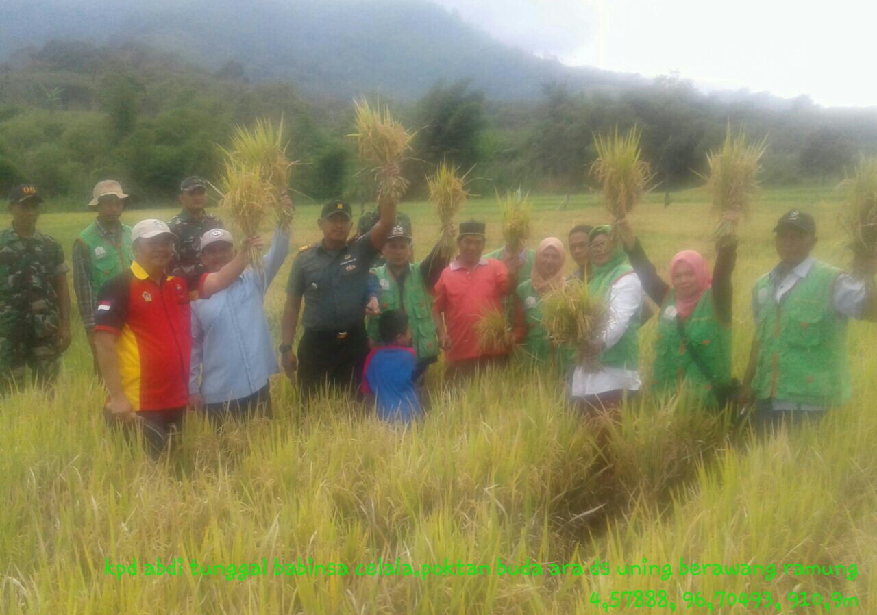 Babinsa Koramil-06/SN Bantu Panen Padi Pok Tani Purba Ara Celala