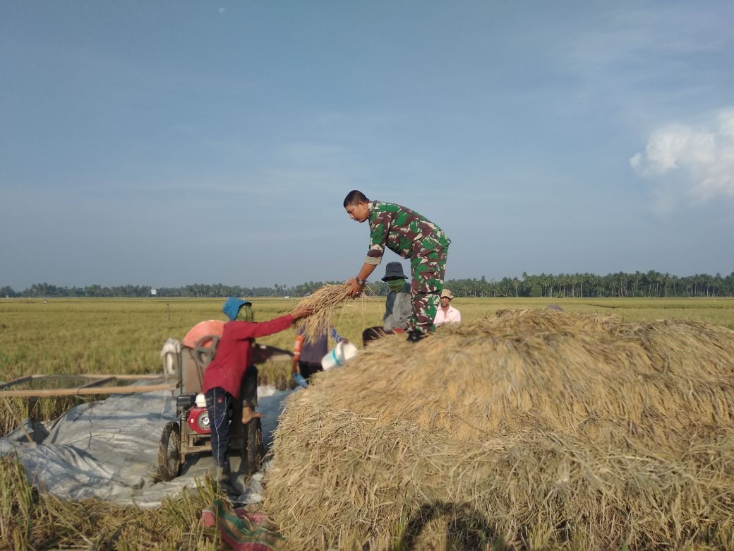 Kebersamaan Babinsa Koramil 06/Peusangan dan Petani Meningkatan Hasil Produtivitas Panen Padi
