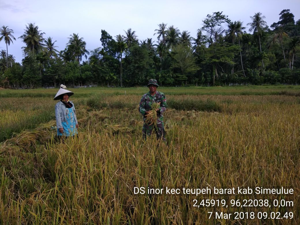 Musim Panen, Babinsa Posramil 07 Teupah Barat Arit Padi di Sawah