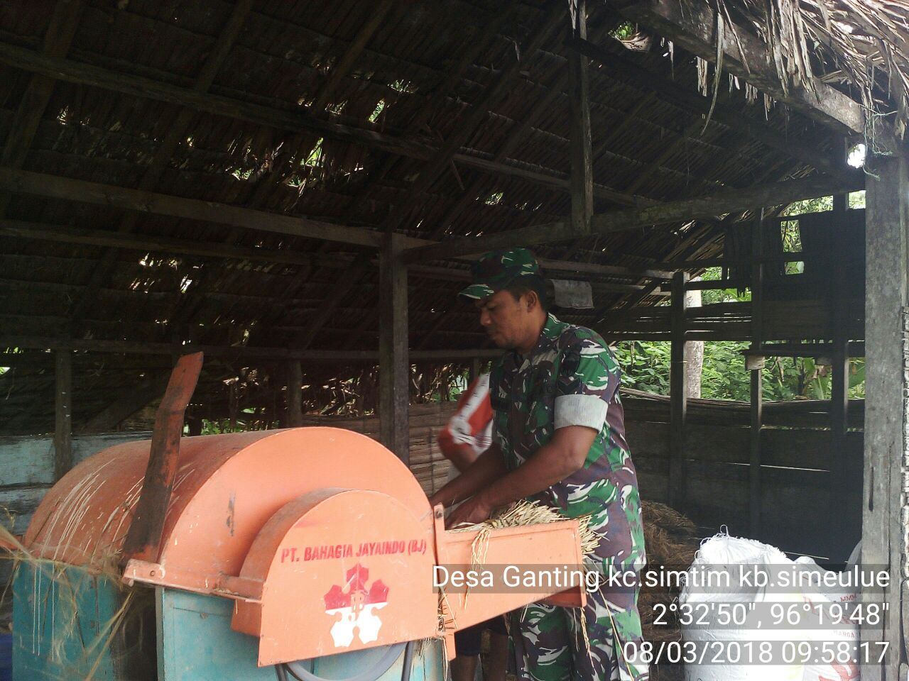 Babinsa Koramil 01 Simtim Bantu Petani Merontok Padi Hasil Panen