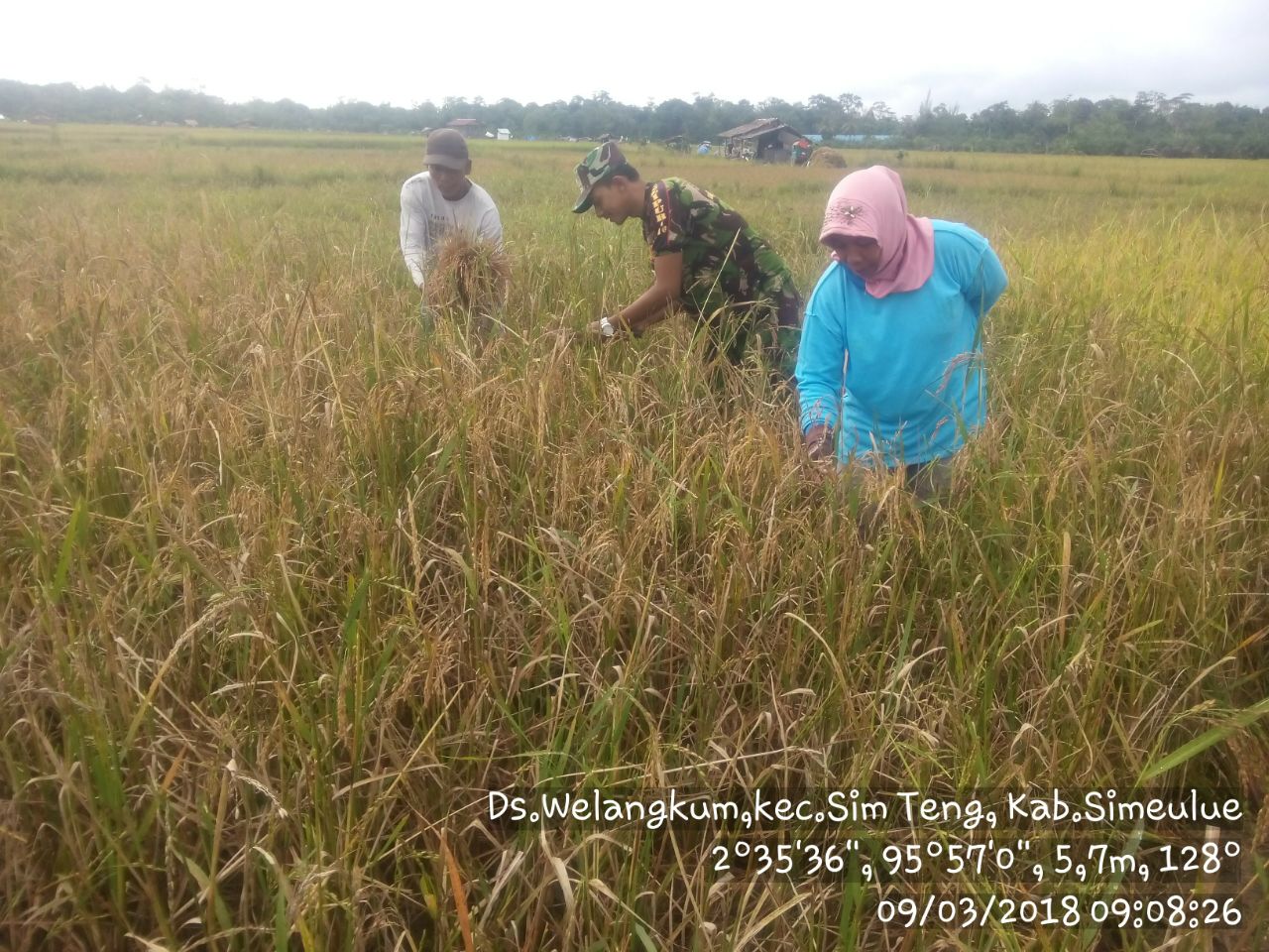 Babinsa Koramil 02 Simteng Dampingi Petani Panen Padi di Desa Binaan