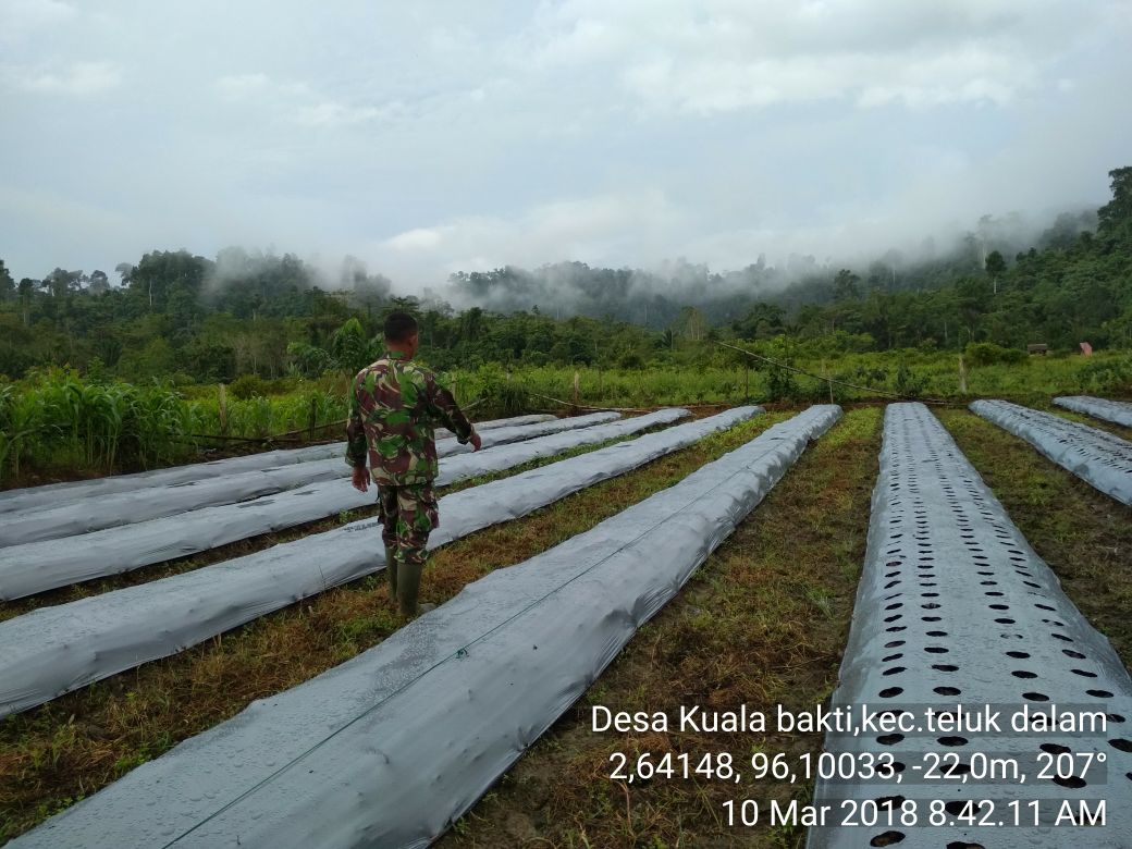 Babinsa Bantu Warga dalam Proses Pemasangan Mulsa Plastik