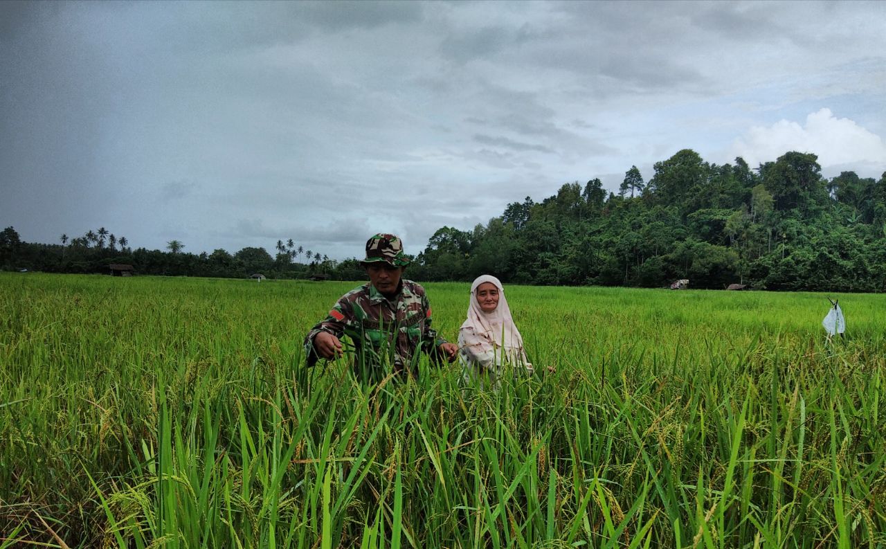 Bersama Petani Babinsa Cek Pertumbuhan Tanaman Padi di Lahan Seluas 4 Hektar