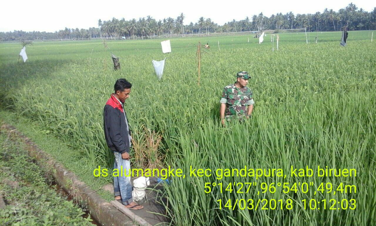 Babinsa Koramil 08/Gandapura Mendampingi Petani Tinjau Perkembangan Tanaman Padi