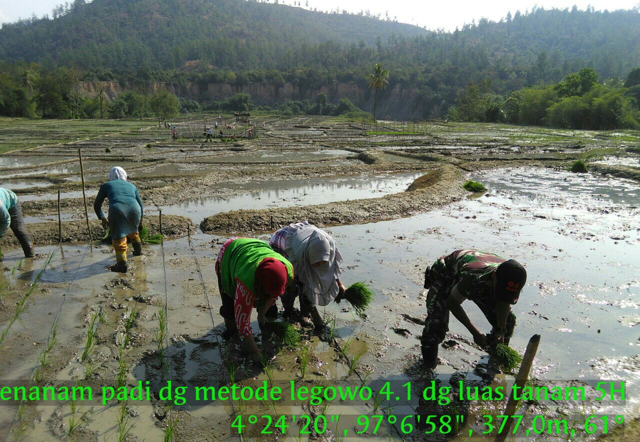 Babinsa-04/Isaq, PPL, Pok Tani Tanam Padi Jajar Legowo 4.1