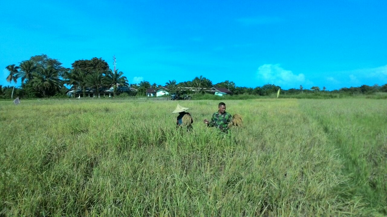 Dengan Semangat Babinsa Koramil 06/Teunom Bantu Panen Padi