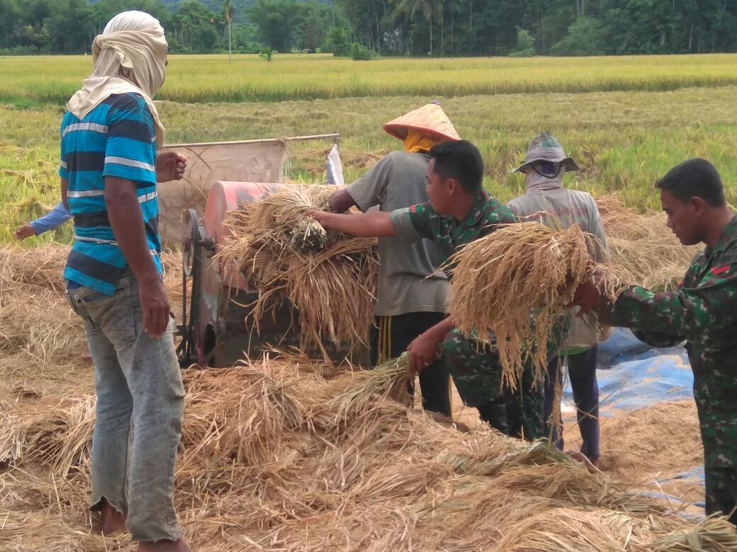 Babinsa Koramil 04/Susoh Bergotong Royong Bantu Petaninya Rontokan Padi