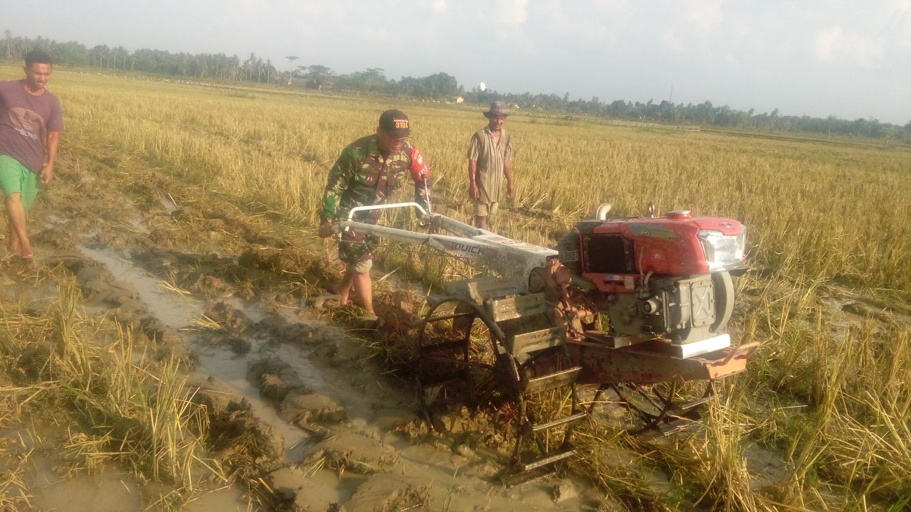 Babinsa Koramil 05/ Indra Jaya Bantu Petani Bajak Sawah
