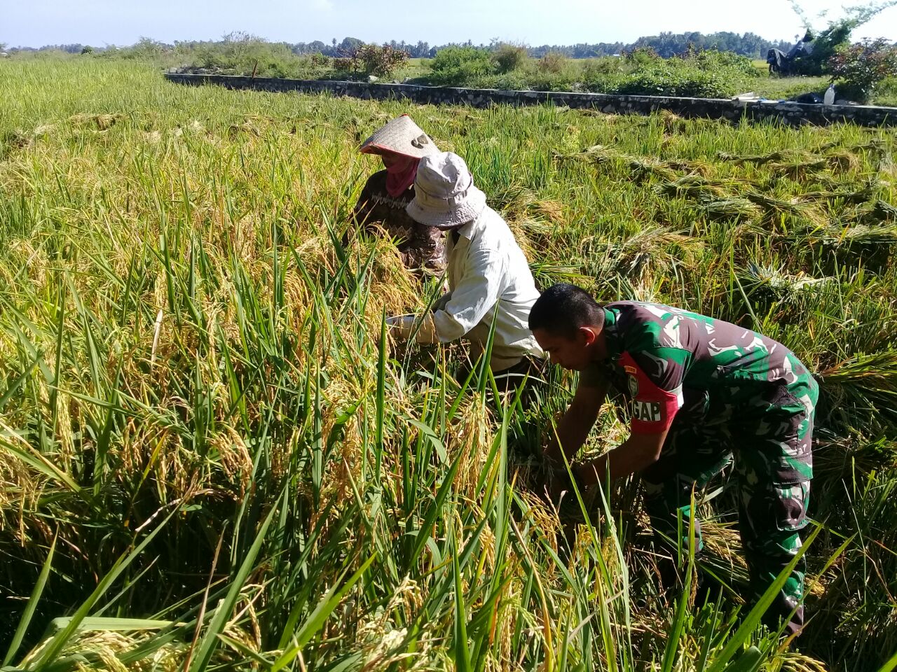 Bantu Panen Padi, Babinsa Koramil 03/Delima Dorong Petani Segera Olah Lahan Kembali