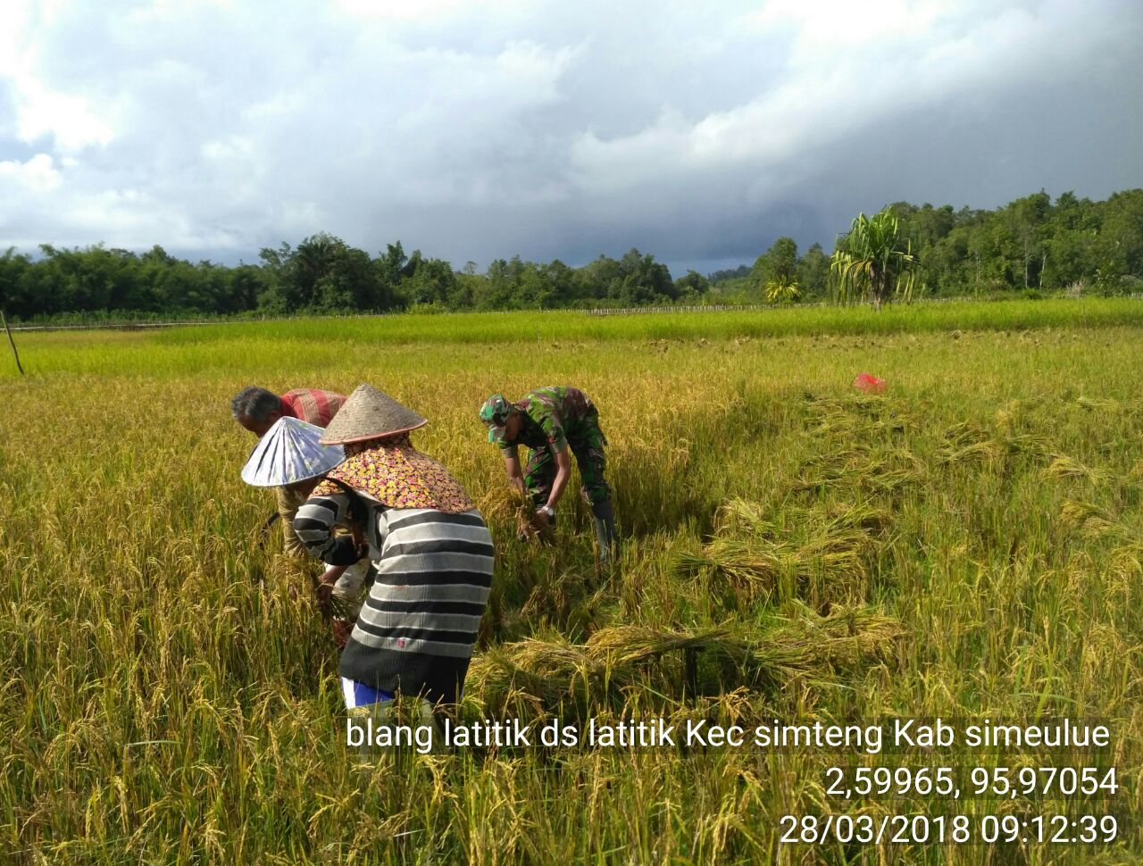 Babinsa Koramil 02/Simteng Bantu Petani Panen Padi
