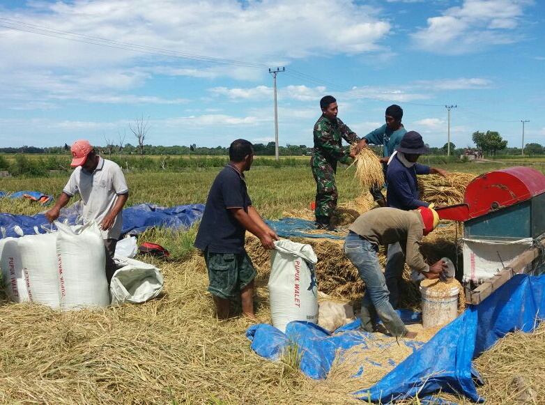 Danramil 01/Blangpidie: Babinsa Saya Sudah Seoptimal Mungkin Laksanakan Upsus Pertanian