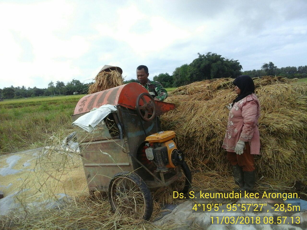 Musim Panen Padi, Babinsa Koramil 08/Arongan Turun Kesawah Bantu Petani