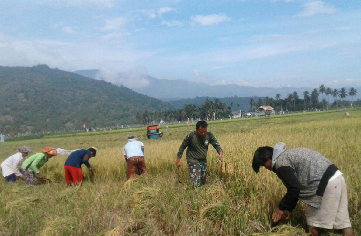 Dukung Moril Poktan saat Babinsa Panen Padi