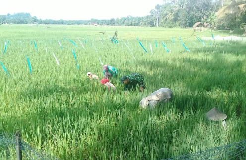 Babinsa Silatong Bantu Petani Bersihkan Rumput Liar