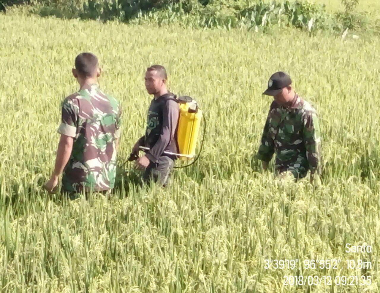 Genjot Hasil Panen Melimpah, Babinsa Koramil 05/Tangan-tangan Instensifkan Pendampingan