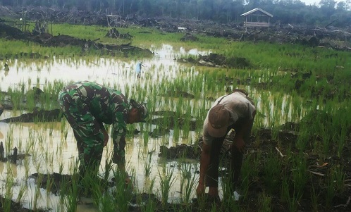 Babinsa Desa Samardua Pantau Pertumbuhan Tanaman Padi