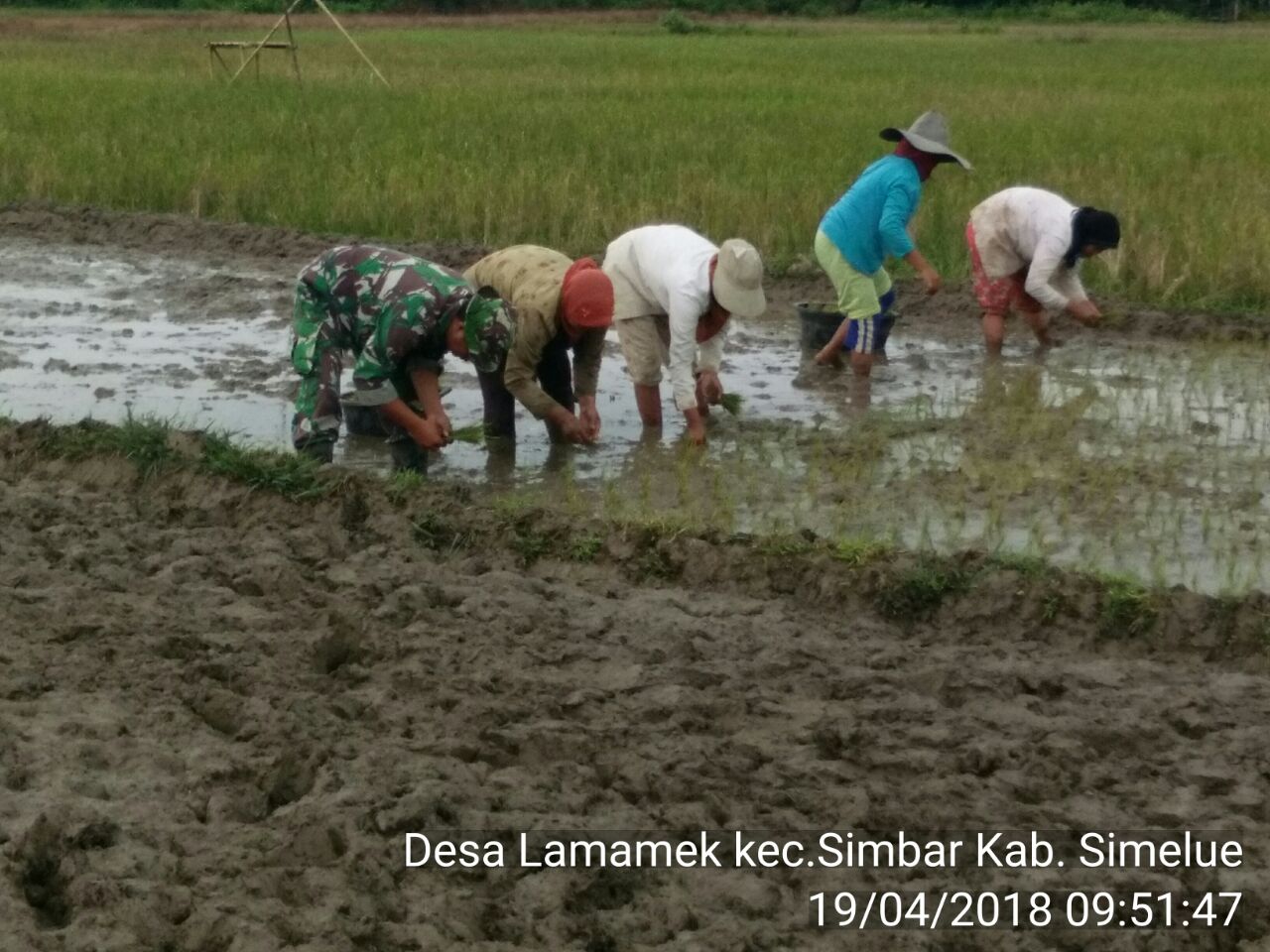 Babinsa Koramil 05 Simeulue Barat Bantu Petani Tanam Padi Unggul