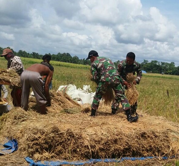 Petani panen padi, Babinsa Koramil 07/Babahrot Dampingi Sampai Dengan Selesai