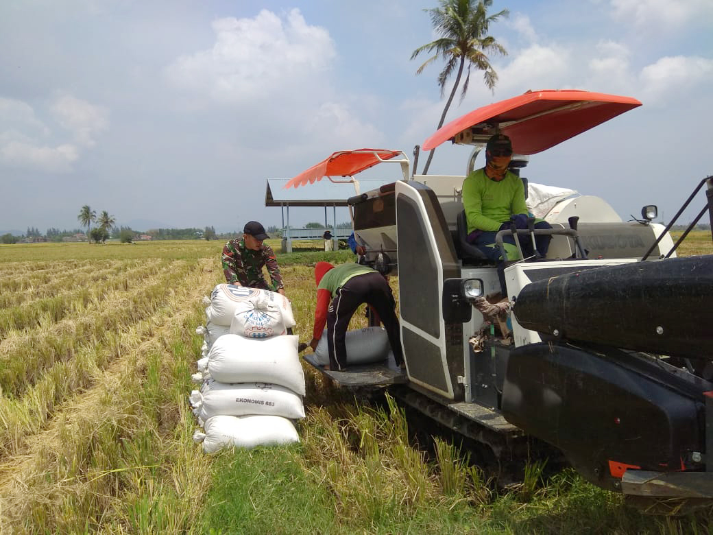 Warganya Panen Padi, Kopda Rahmad Turun Sawah Ikut Bantu Potong Padi Dengan Alat Mesin Combine Harvester