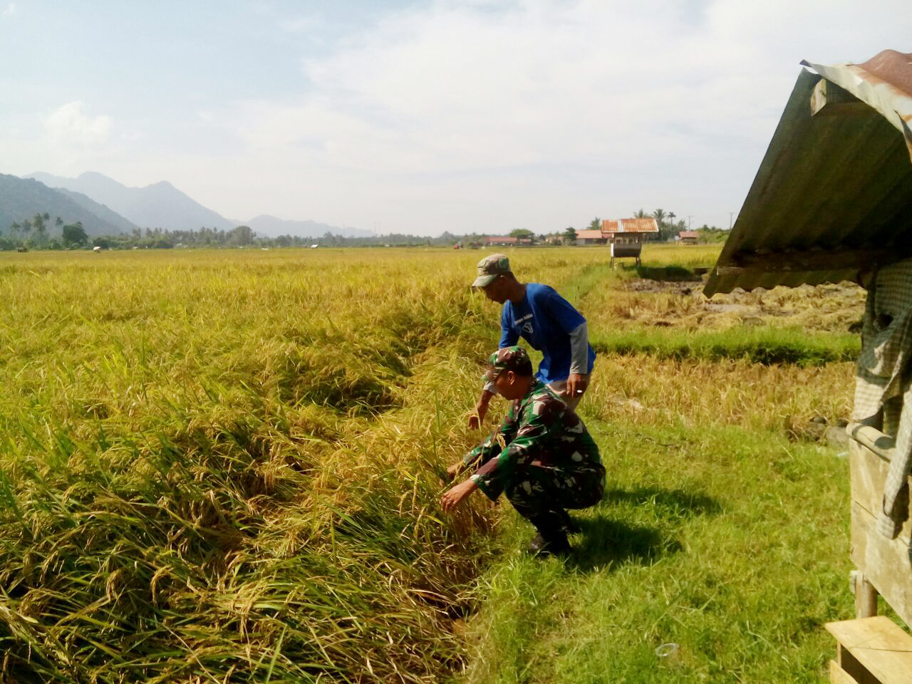Peran Babinsa Koramil Lhoong Dalam Wujudkan Hanpangan, Terus Lakukan Pendampingan Kepada Para Petani