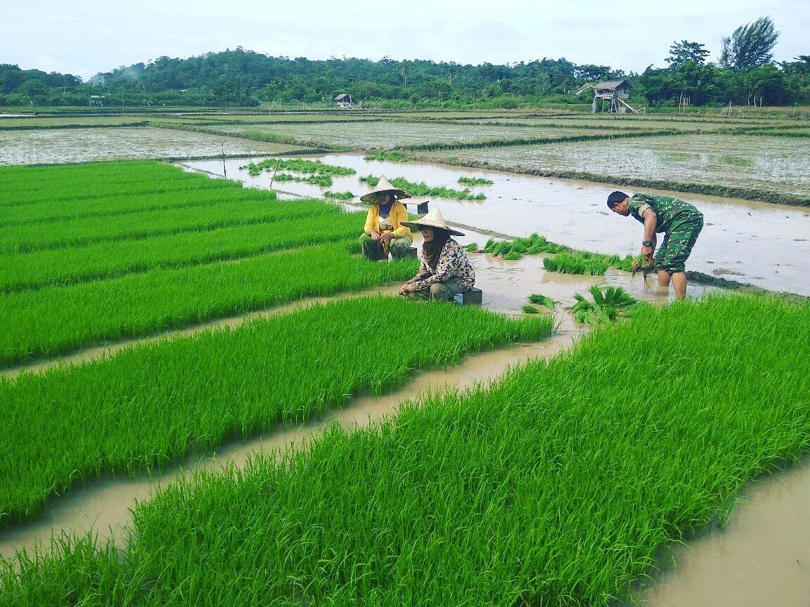 Babinsa Koramil 03/Lageun Bantu Petani Persiapkan Bibit