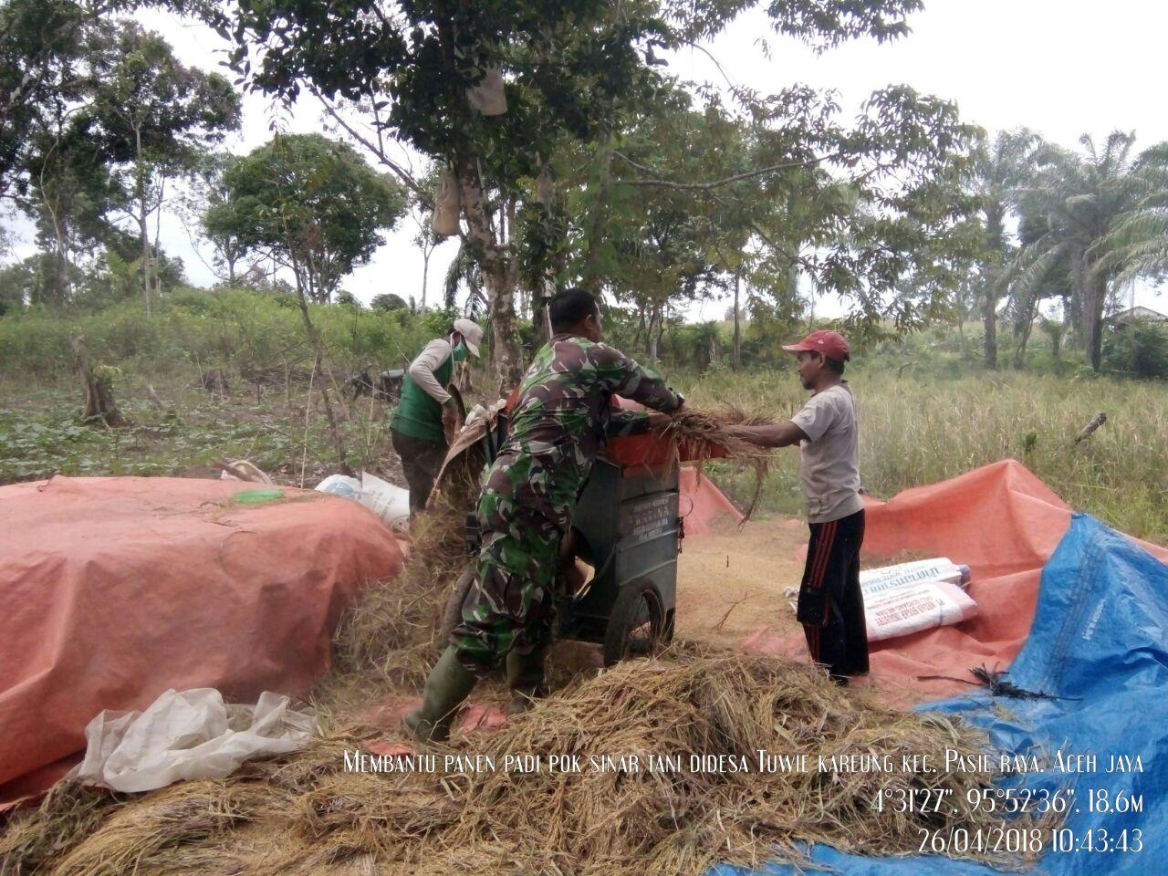 Serda Syamsul Bantu Kelompok Tani Rontokkan Padi