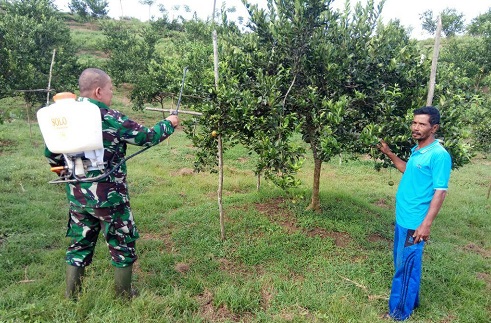 Koptu Irwan Membantu Menyemprot Kebun Jeruk Milik Warga