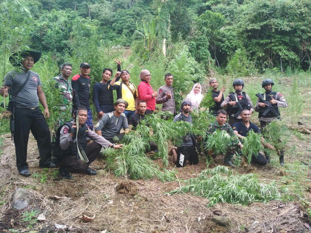 Tim Gabungan Kodim 0107 dan Polres Aceh Selatan Temukan Ladang Ganja