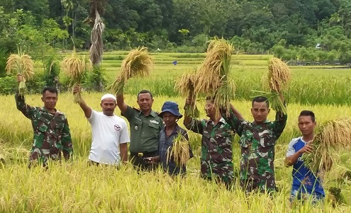 Hiruk Pikuk Pilkada, Kapten Raflizar Tetap Setia Dampingi Petani Panen Padi