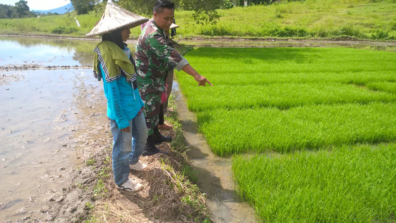 Upaya Babinsa Wujudkan Hanpangan, Terus Pantau Persawahan Petani Padi di Desa Binaannya