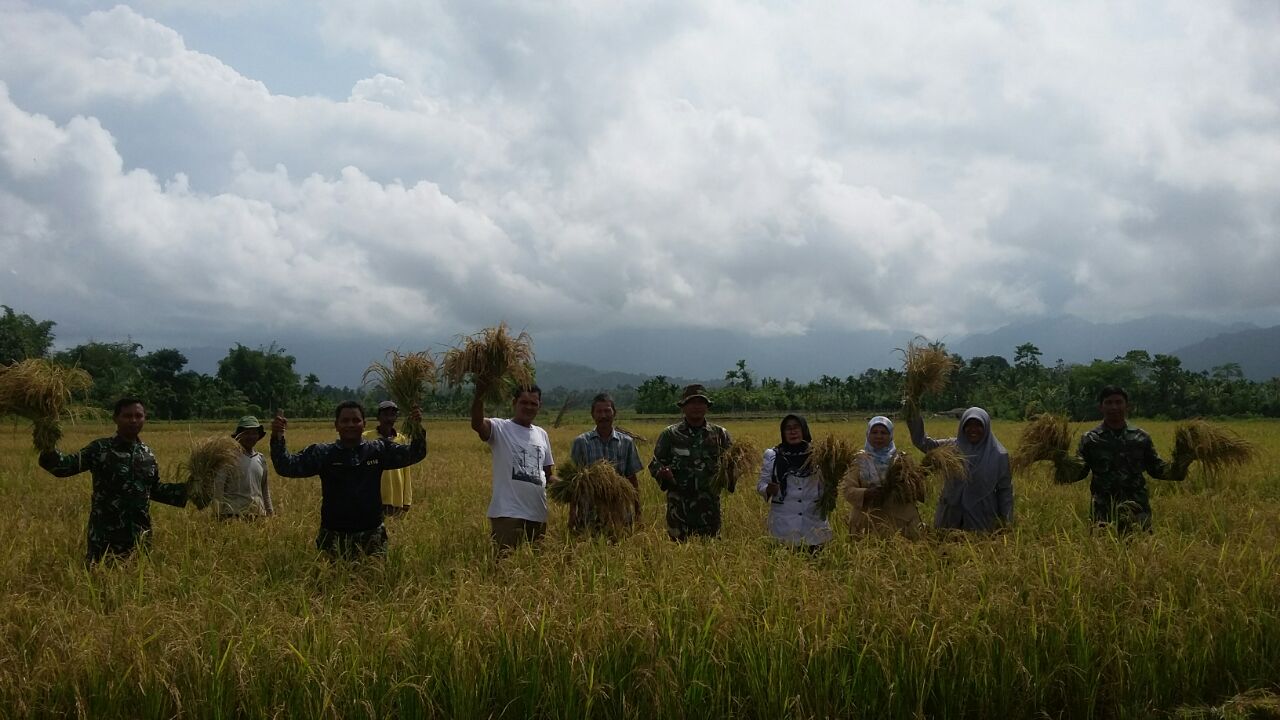 Babinsa Pos Ramil 09/Lembah Sabil Optimis Dengan Hasil Panen Perdana Cetak Sawah Baru