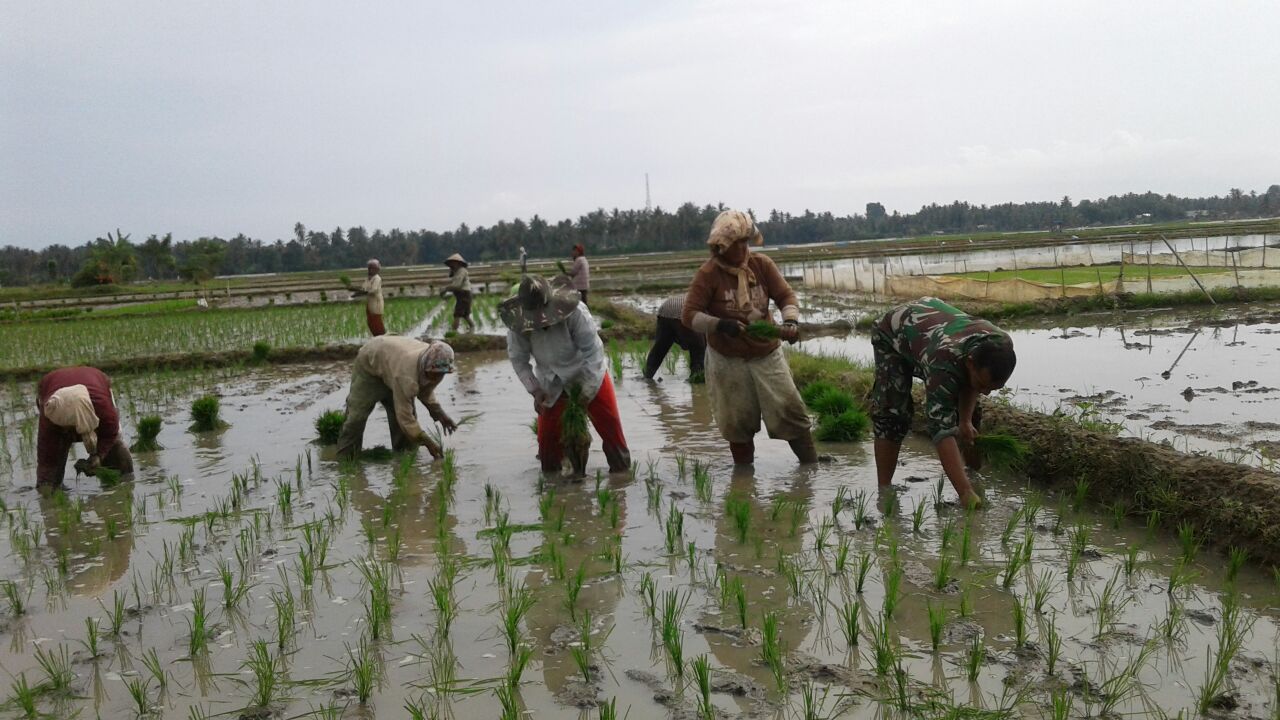 Babinsa Membantu Petani Menanam Padi