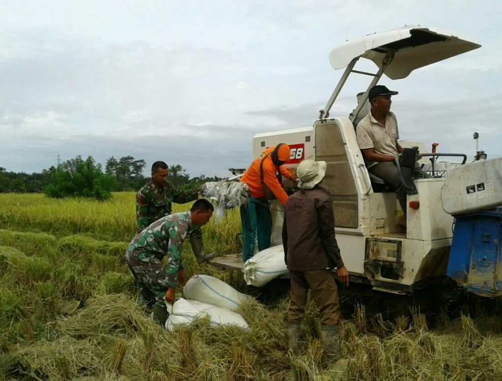 Jeumpa Rampungkan Panen, Babinsa Pos Ramil 03 Siapkan Tanam Padi Berikutnya
