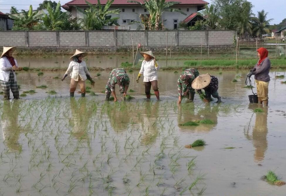Babinsa Koramil 01/Lamno Turun Sawah Bantu Petani Tanam Padi
