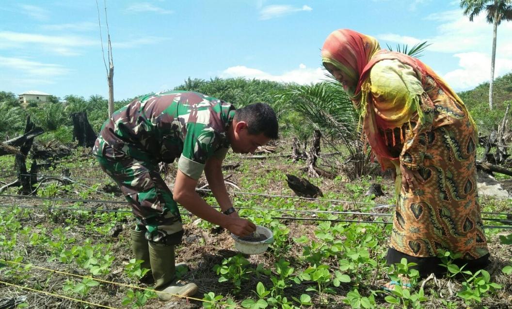 Babinsa Dampingi Petani Rawat Tanaman Kedelai