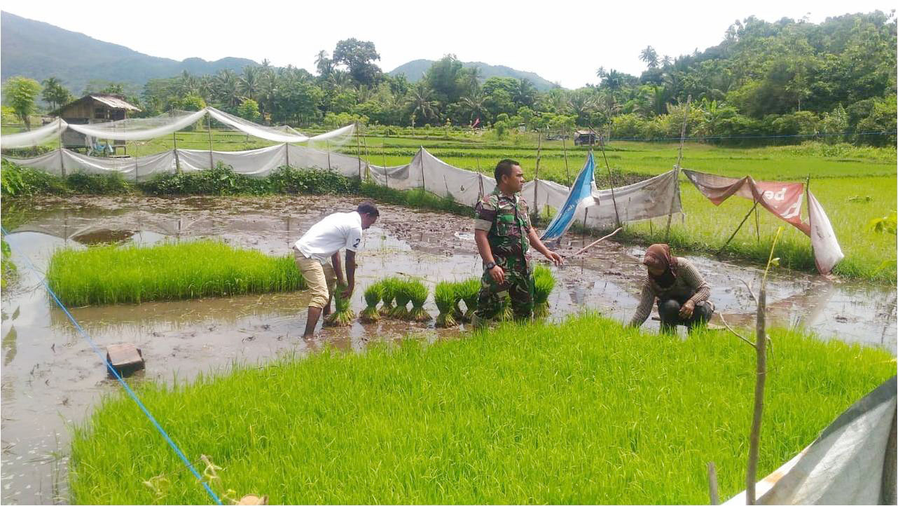 Serka Dedi Turun Sawah, Bantu Petani Warga Desa Binaannya Cabut Bibit Padi Siap Tanam