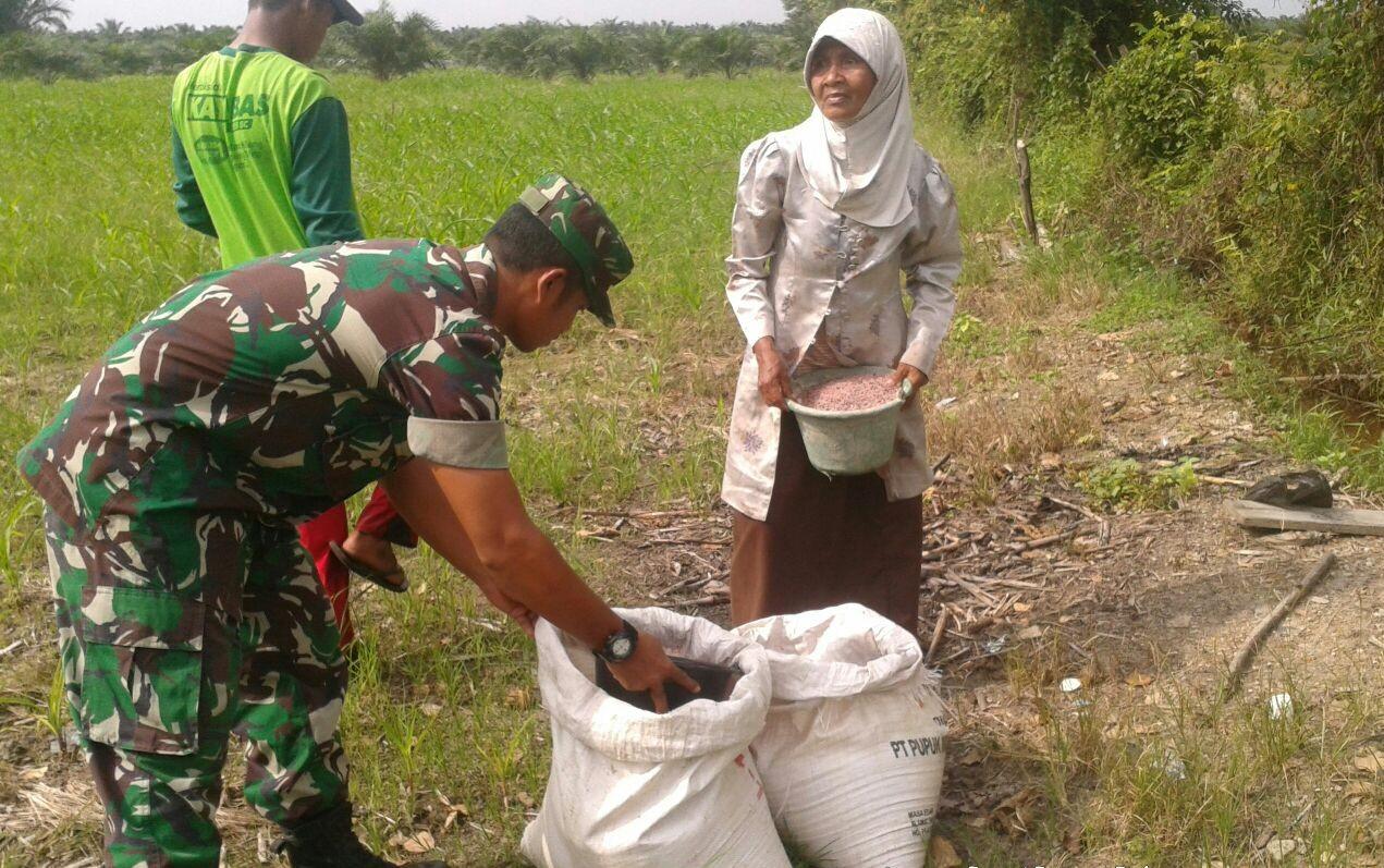 Meski Hari Libur, Babinsa Kodim 0107/Aceh Selatan Tetap Jalankan Tugas Membantu Petani Jagung